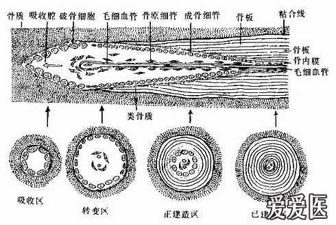 骨单位形成过程模式图.jpg