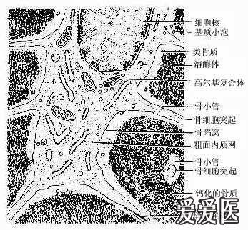 骨的电子显微及结构模式图