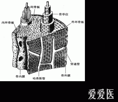 骨的电子显微及结构模式图