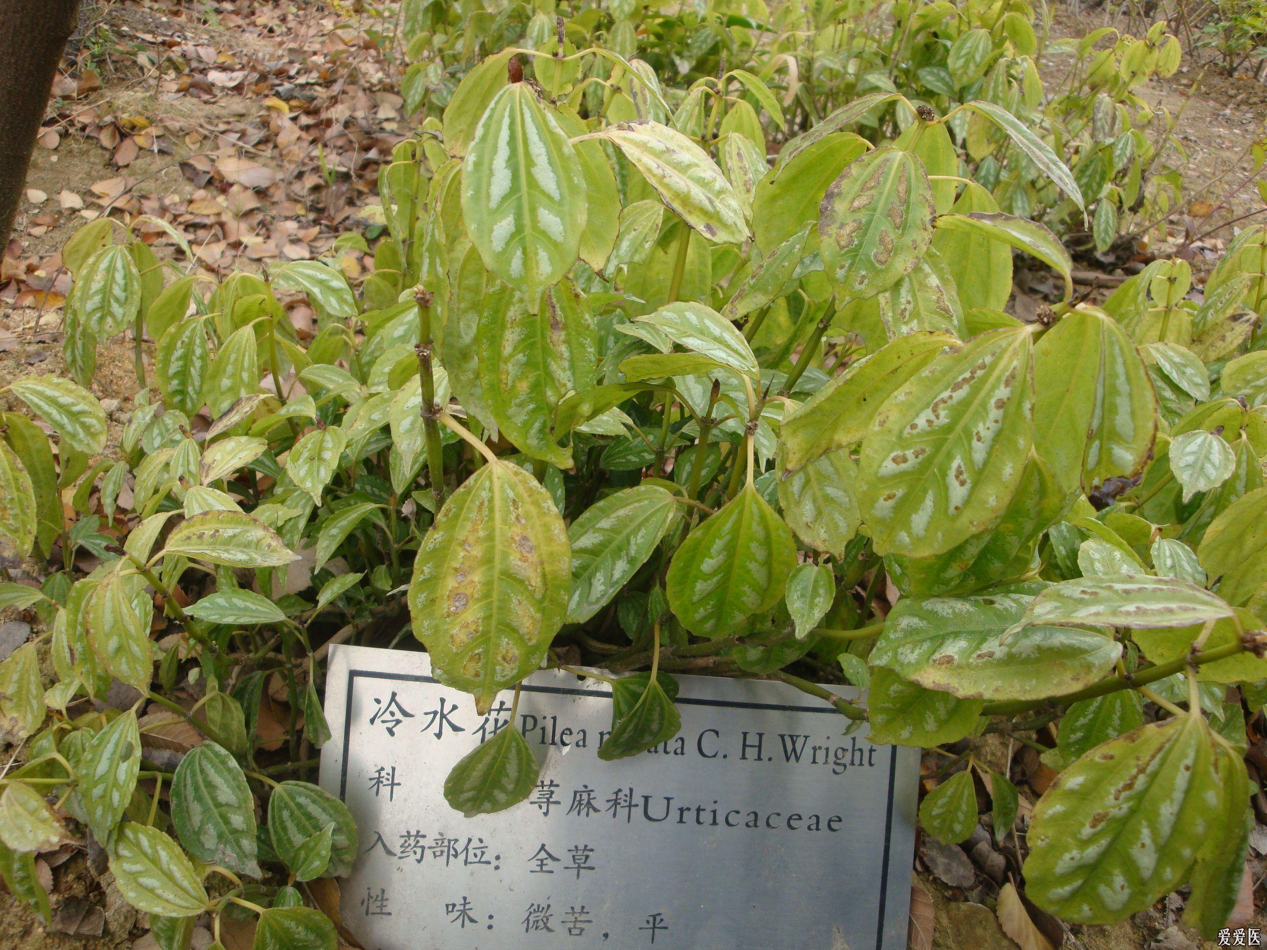 阔叶十大功劳 