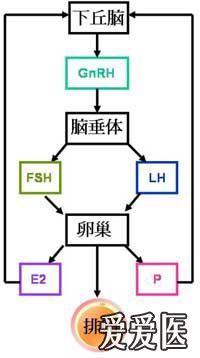 谁有下丘脑-垂体-卵巢性腺轴的示意图?