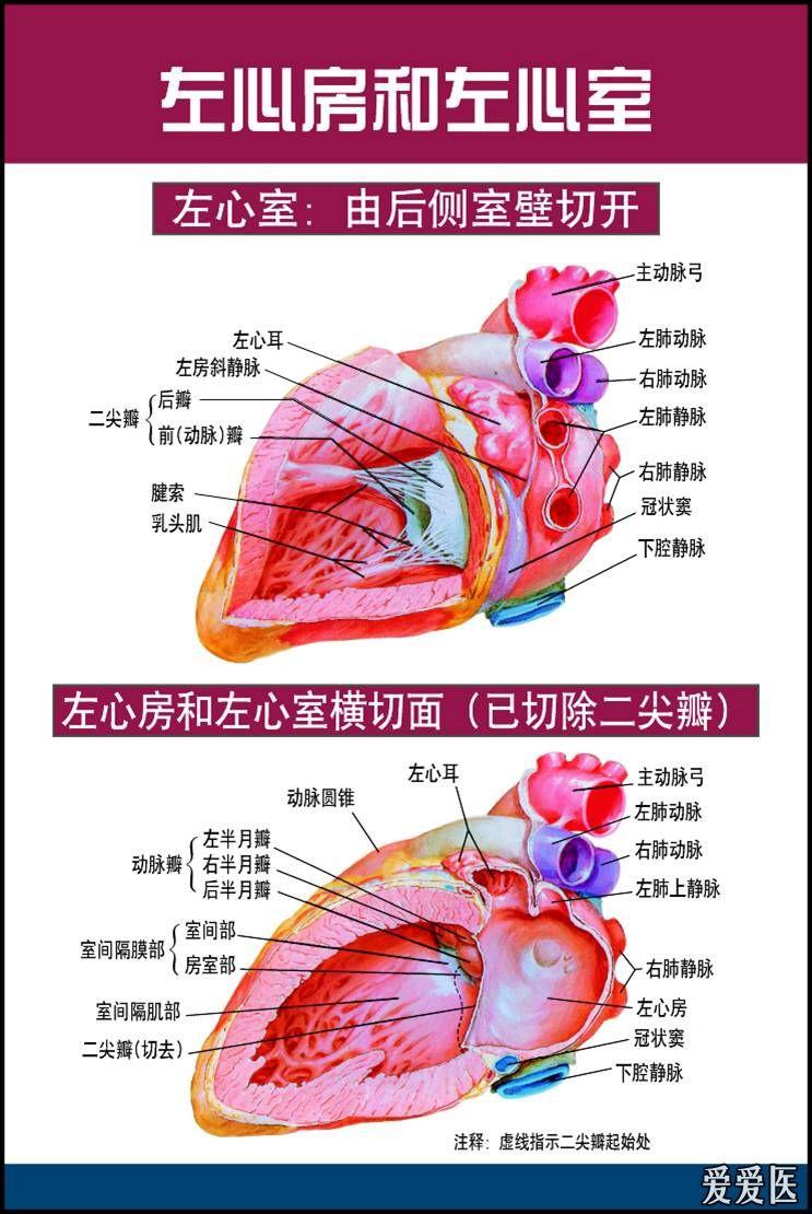 心脏解剖图