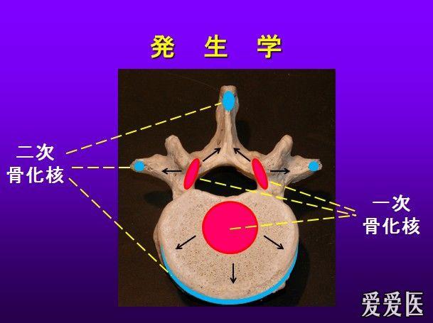 从组织胚胎学解释先天性腰椎椎弓后裂(隐性脊柱裂)