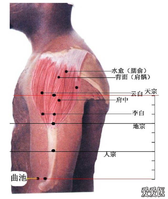 解剖:有三角筋,后回旋上膊动脉,头静脉,后膊皮下神经,腋下神经