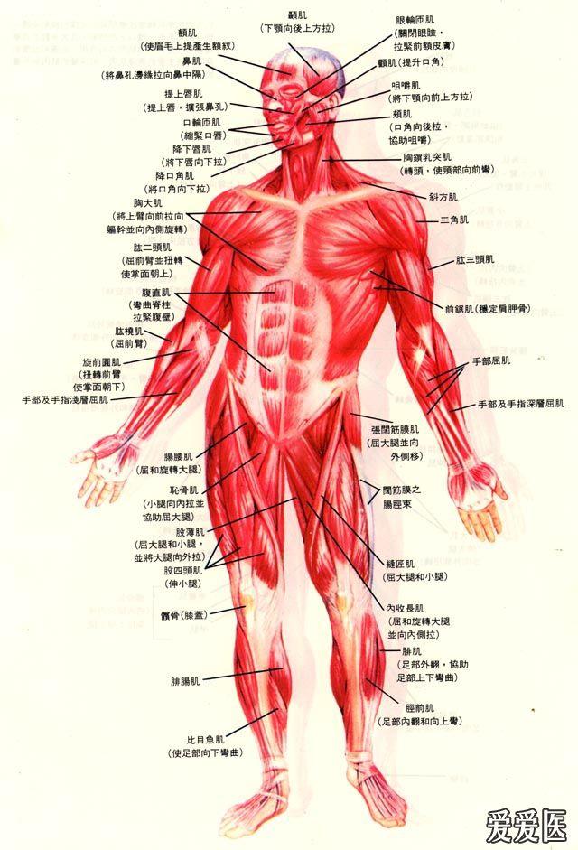 肌肉解剖图前面.jpg