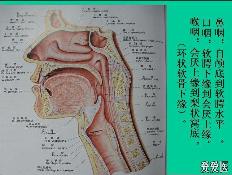 颈椎侧位片诊断腺样体增生的价值