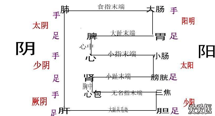 十二经脉气血流注图e字简便记忆法