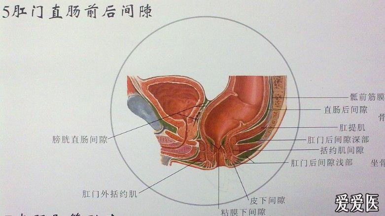 肛肠解剖挂图)