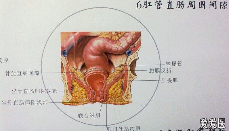 肛肠解剖挂图)