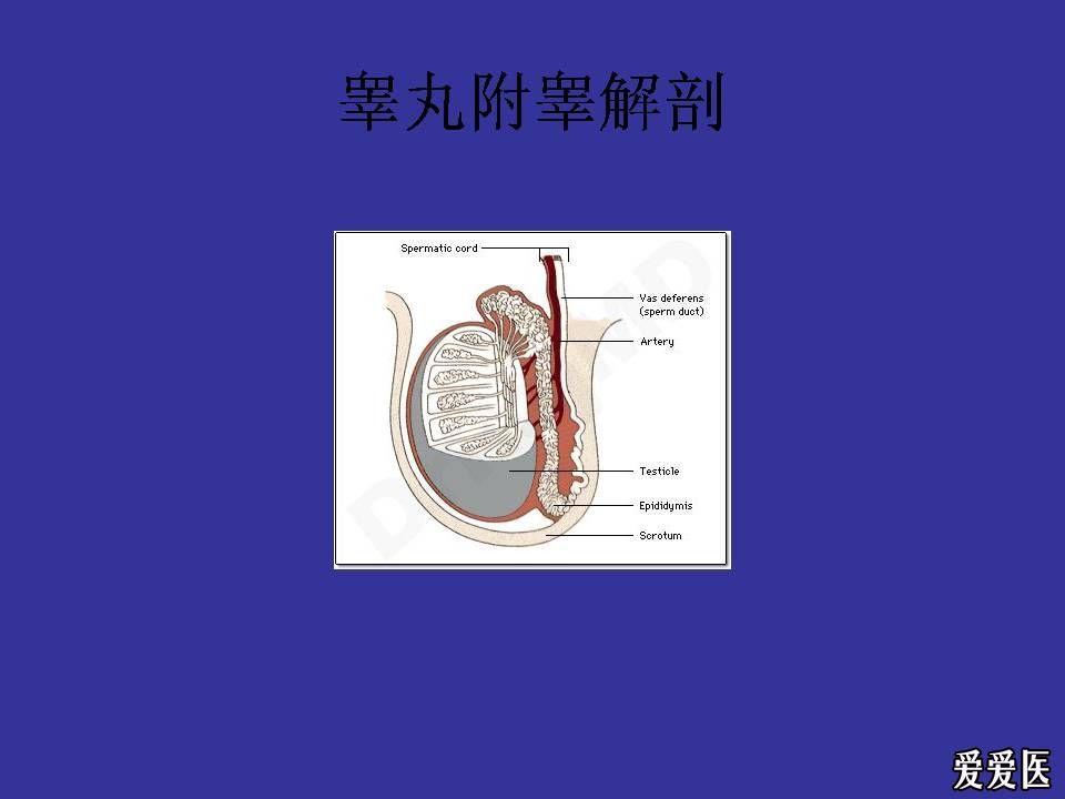 睾丸解剖图