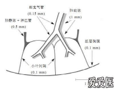 包括肺动脉 / 小动脉和伴行支气管 / 细支气管, 及周围结构包括小叶