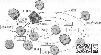 自身免疫性肝病的临床与病理学特点分析