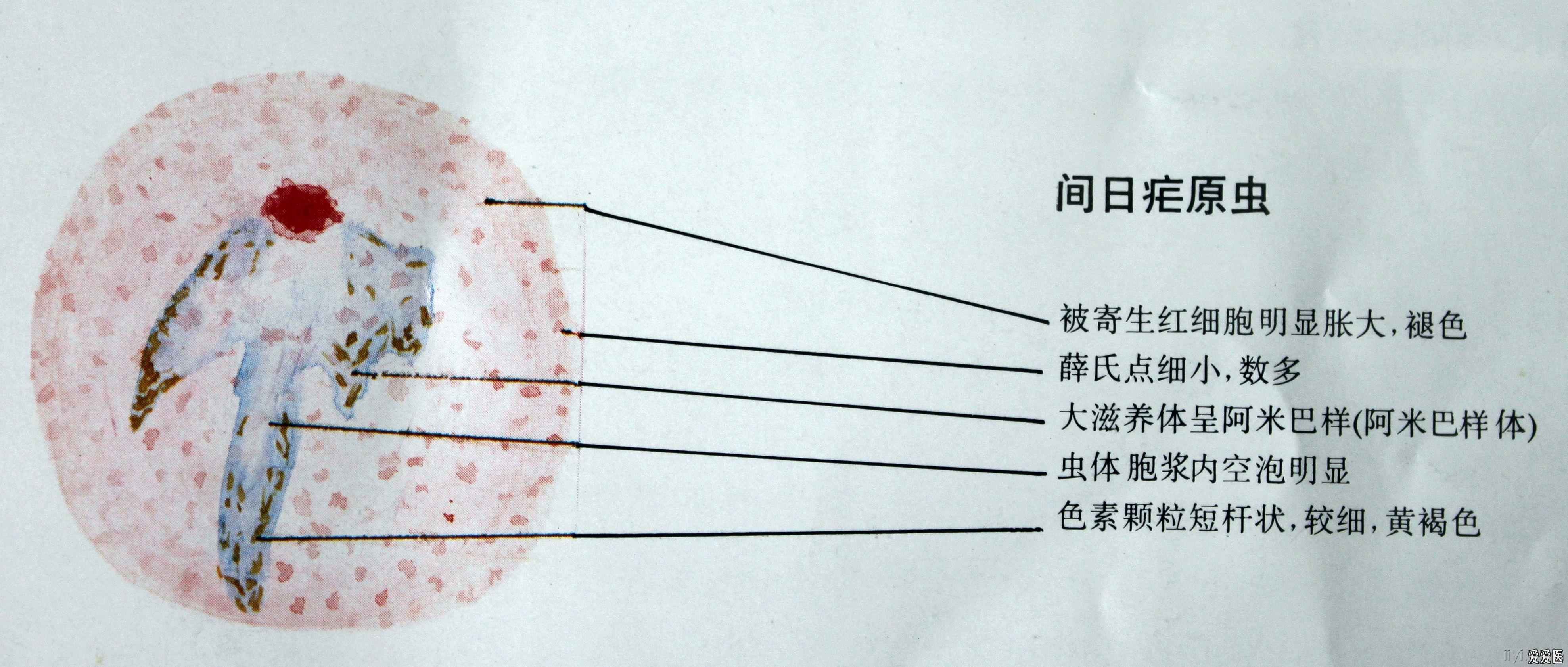 求疟原虫图片