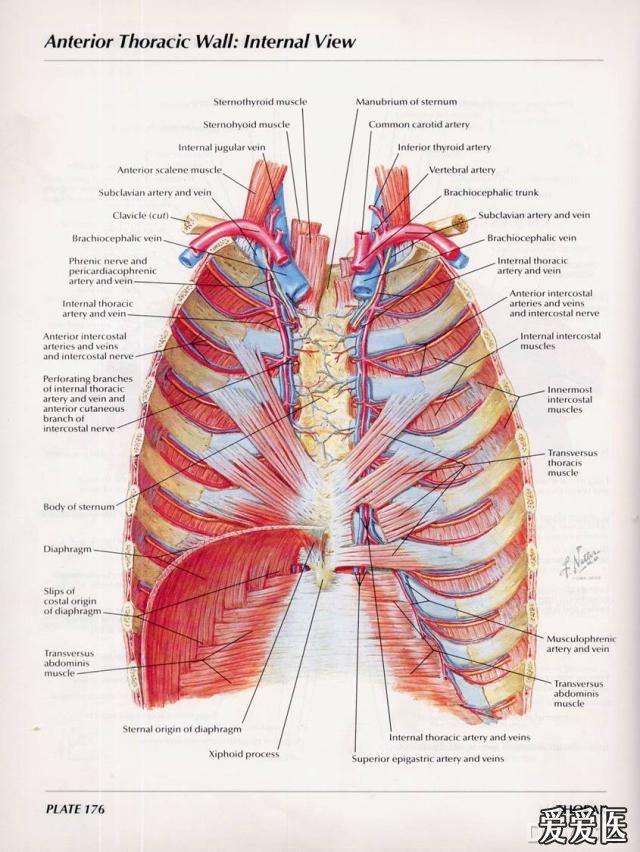 奈特图谱的胸部解剖图片