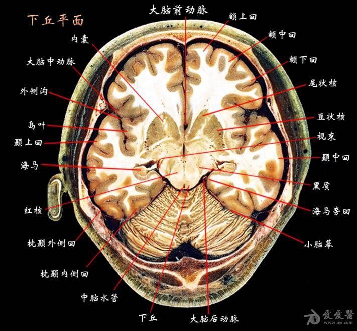 [专业资源] 大脑解剖图片
