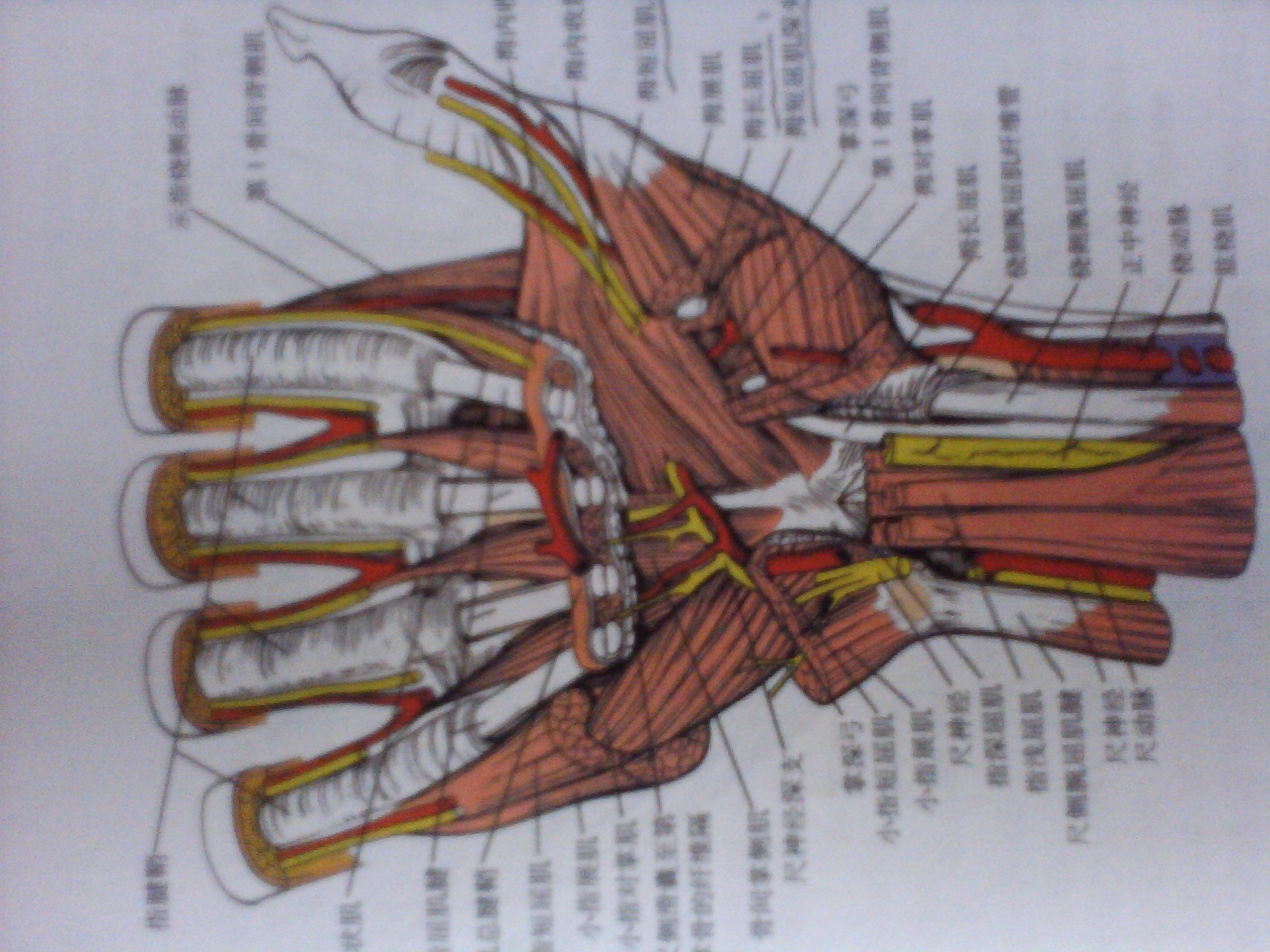 就是图片位置断裂,指浅屈肌腱于腕部上下平行排列与各手指走行方向