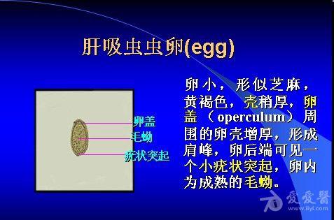 粪便中容易被误认为华支睾吸虫卵的灵芝孢子