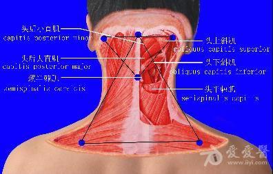 颈肩部疼痛与肌肉起止点