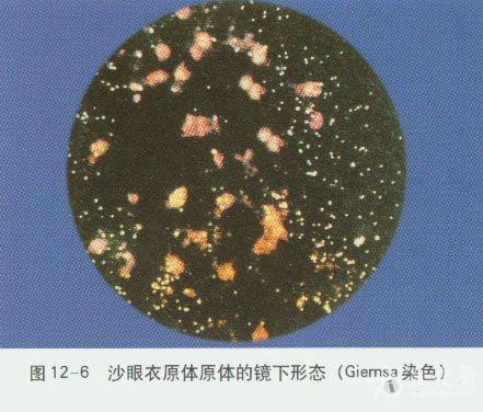 微生物图谱之支原体衣原体