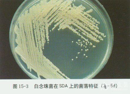 微生物图谱之浅部真菌