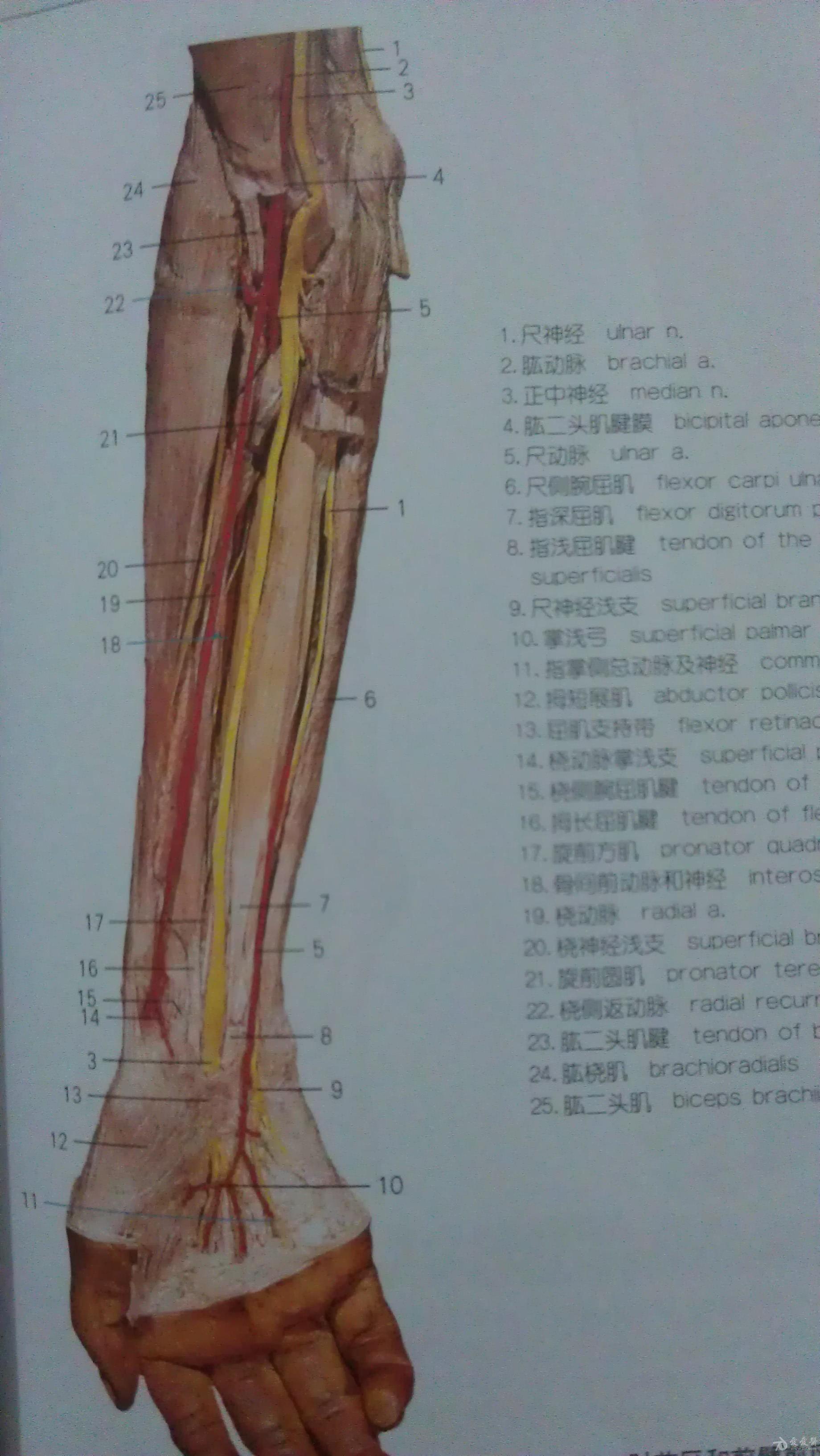 69 手部及足部血管分布图 如果不能及时建立静脉通道,那很多的治疗