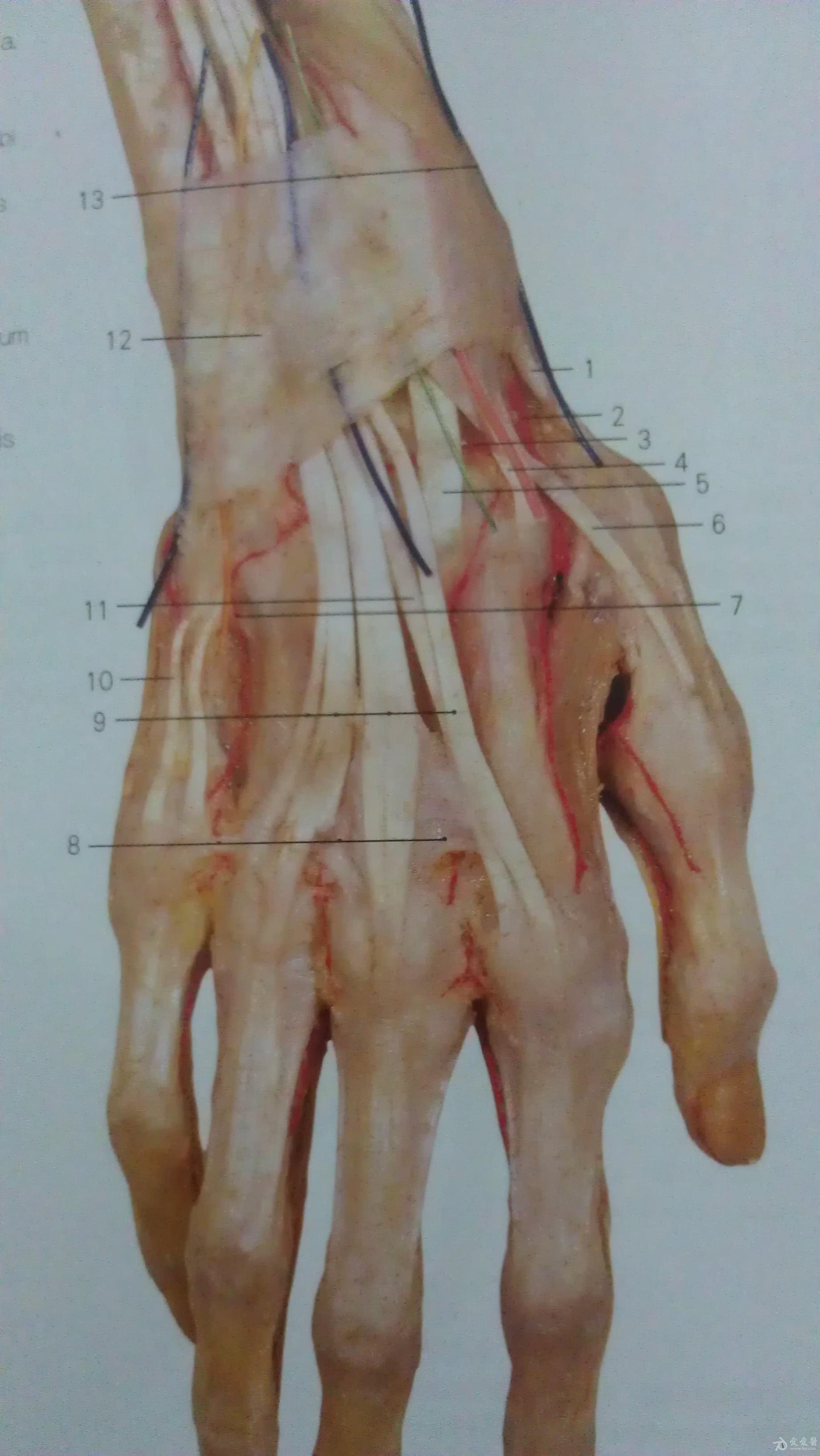 69 手部及足部血管分布图 1,头静脉 5,第一掌背动脉 7,指背静脉网 8