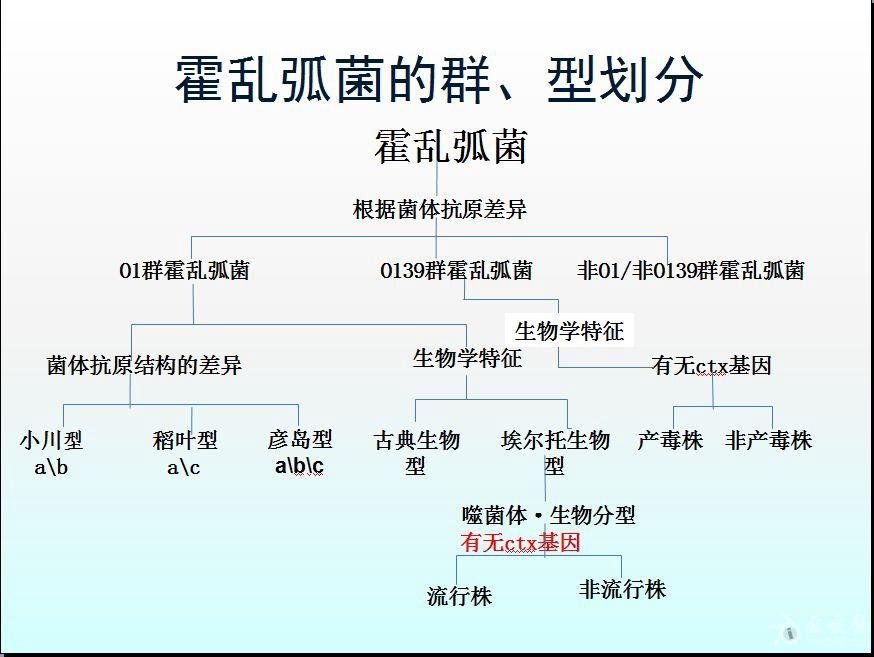 霍乱弧菌菌落形态图片及检测流程