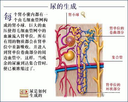 肾单位结构示意图