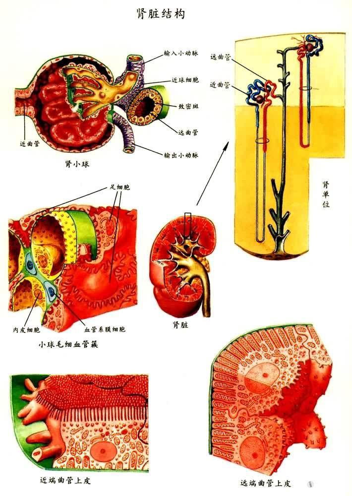 泌尿肾单位结构示意图