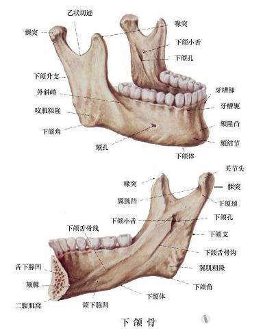 口腔精美解剖图