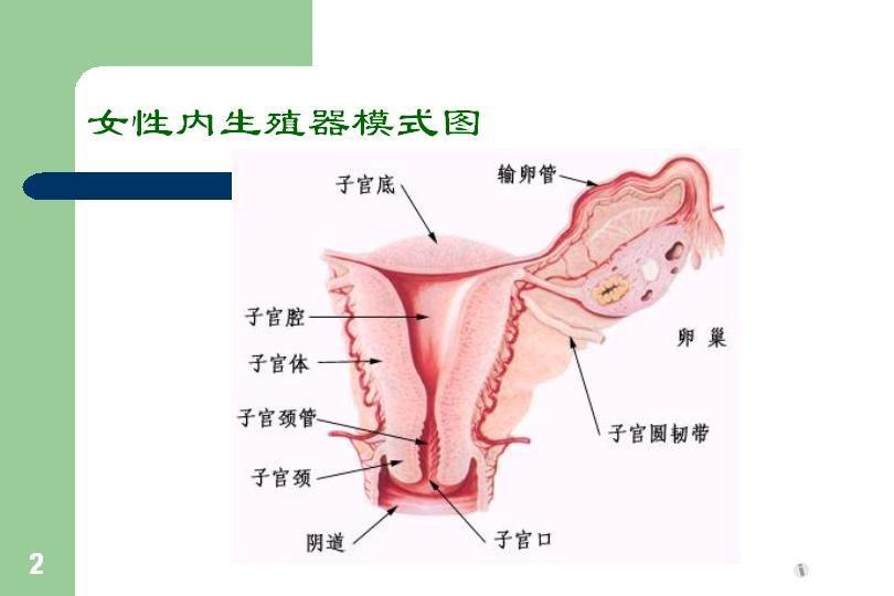 子宫内膜异位症专业图片教程