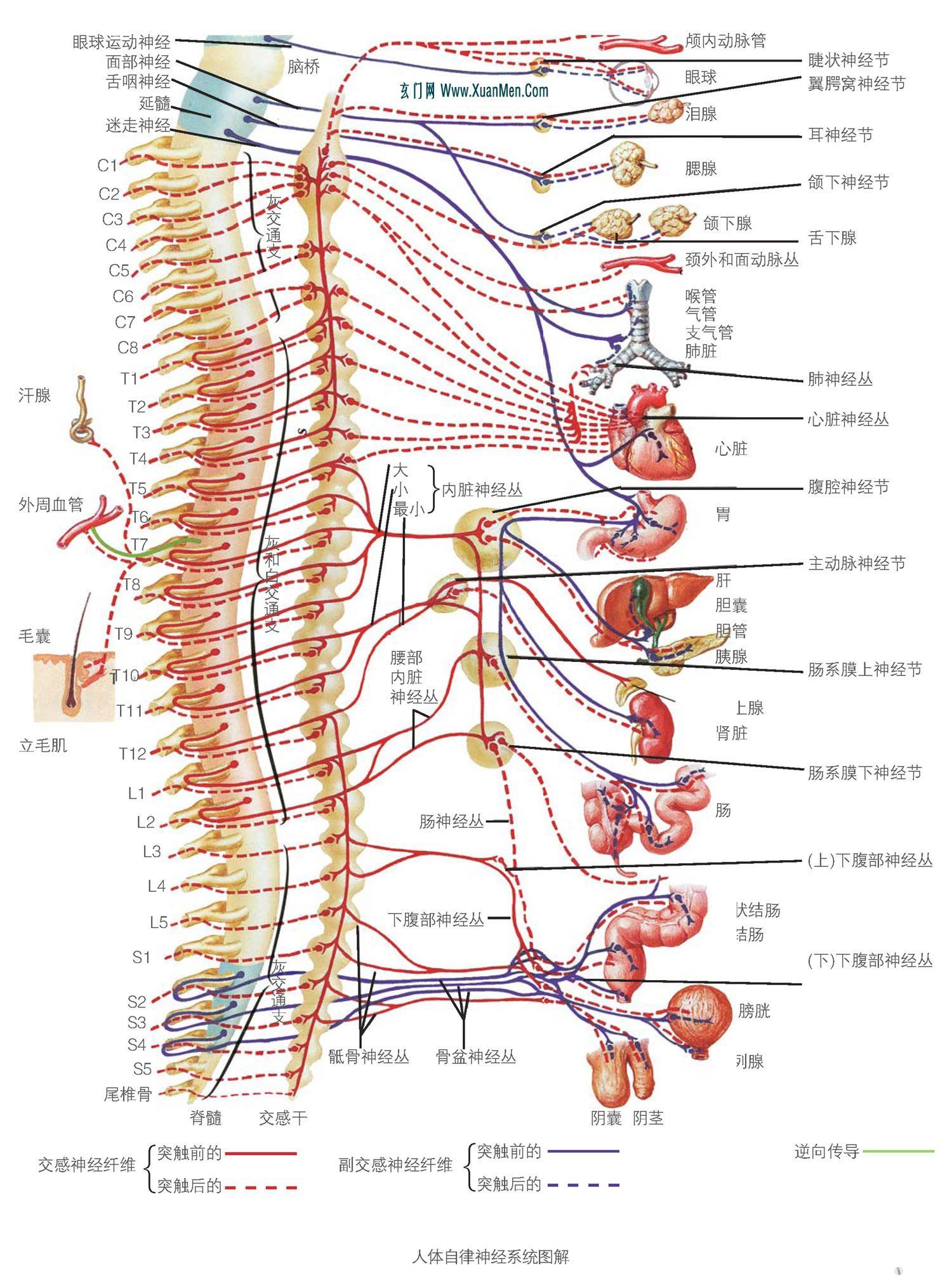 脊柱图解整脊疗法高清