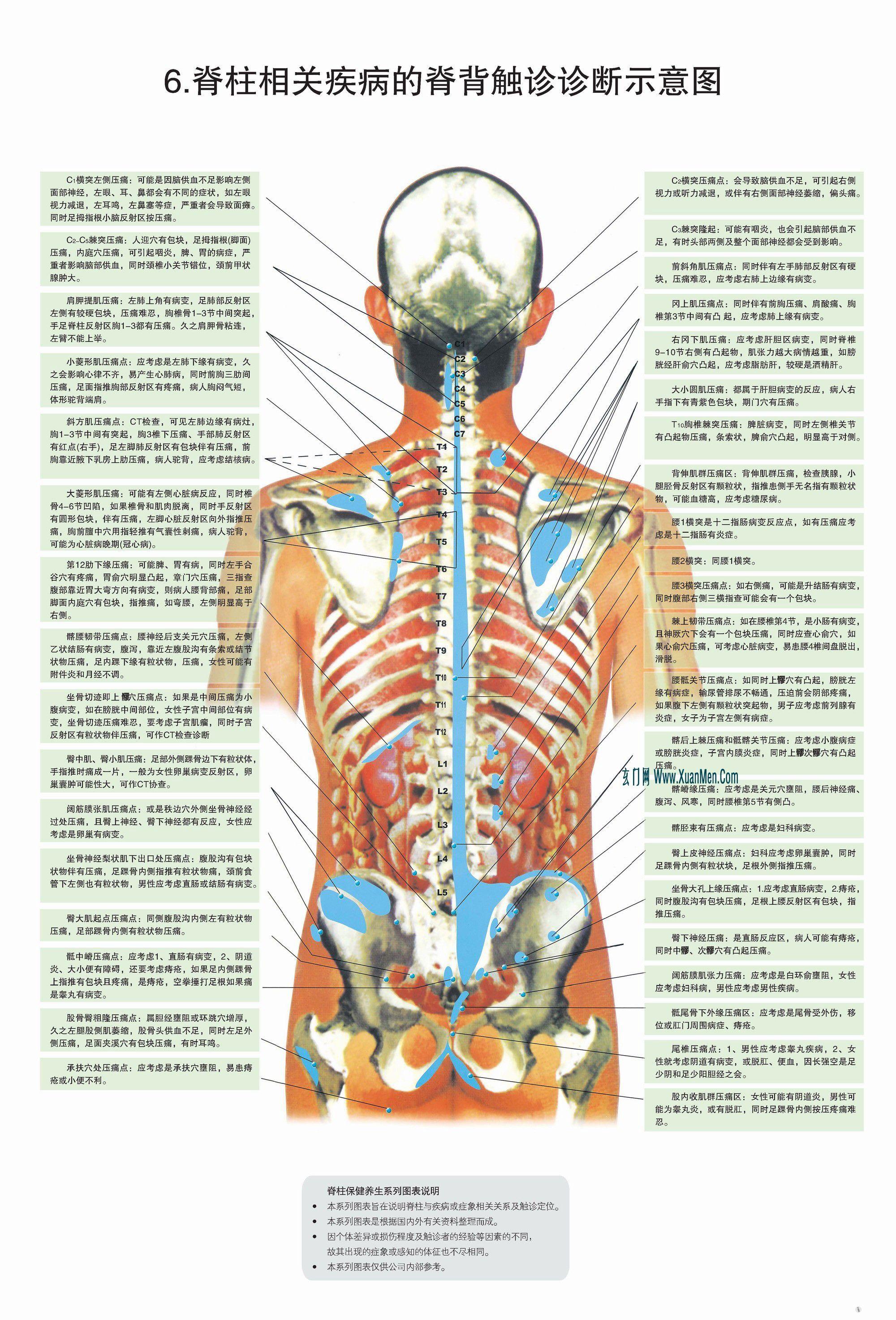 脊柱图解-整脊疗法(高清)