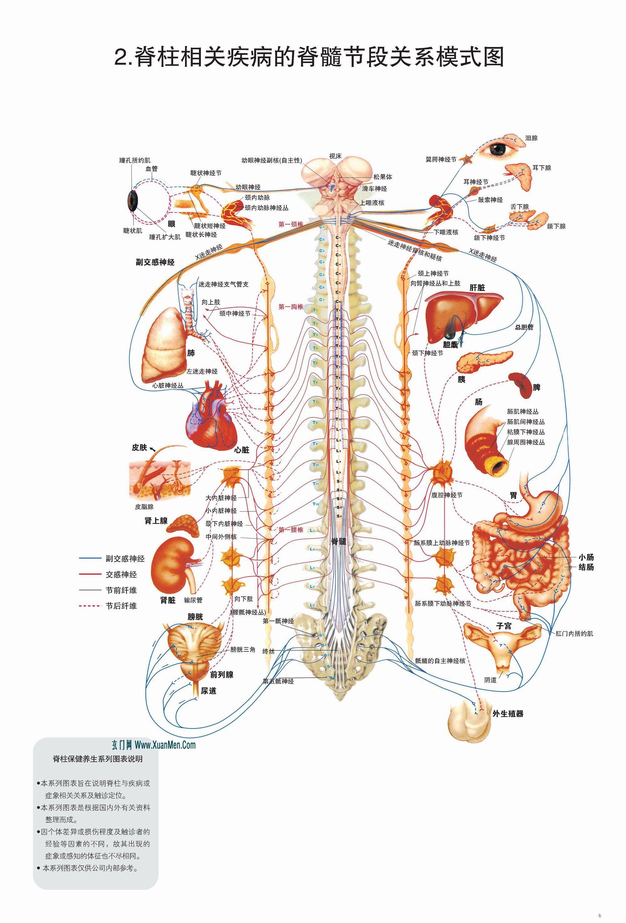 脊柱图解02脊柱相关疾病的脊髓节段关系模式图.jpg