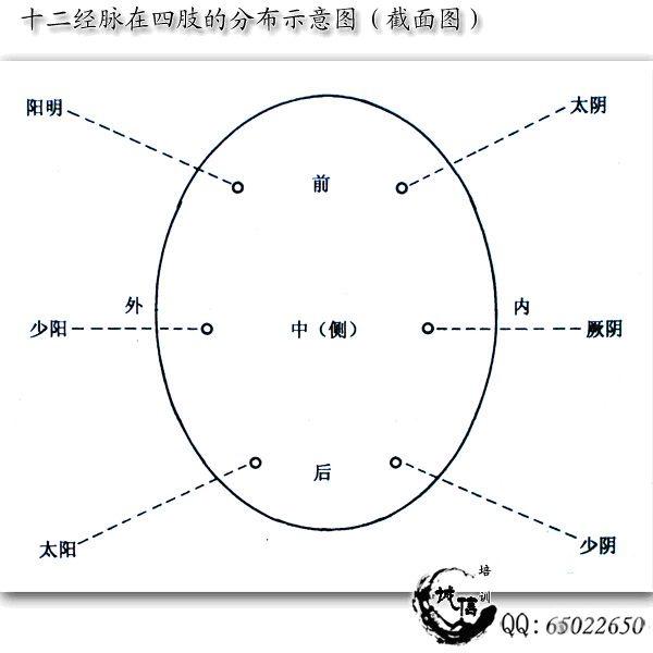人体十二经络的流注方便学习与记忆