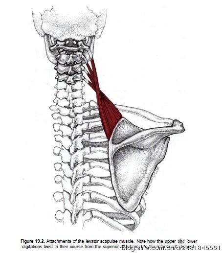 哪个隆起的关节突有阿是压痛筋结伴随就用 沿矢轴小角度颈椎复位手法