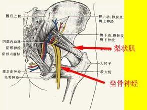 腰胯臀部解剖与经*