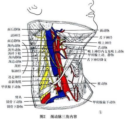 颈部解剖和经**片集锦
