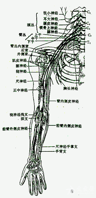 臂丛(腋路)为何有尺神经未被阻滞