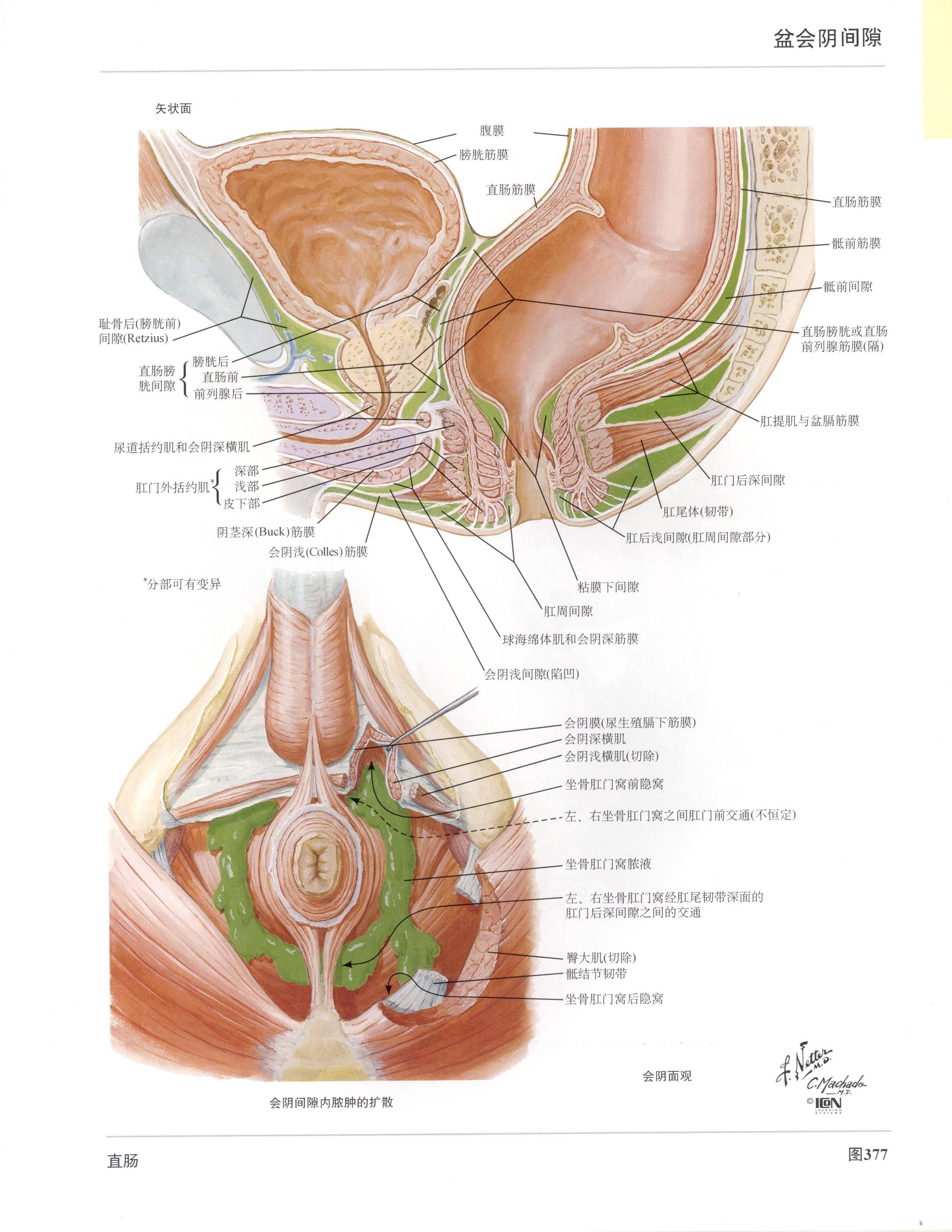 奈特人体解剖彩色图谱第三版里面直肠部分