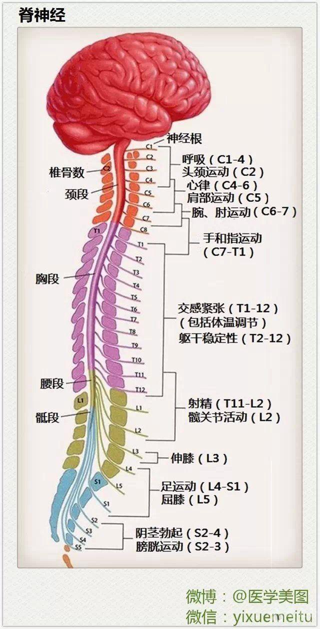 脊神经控制图