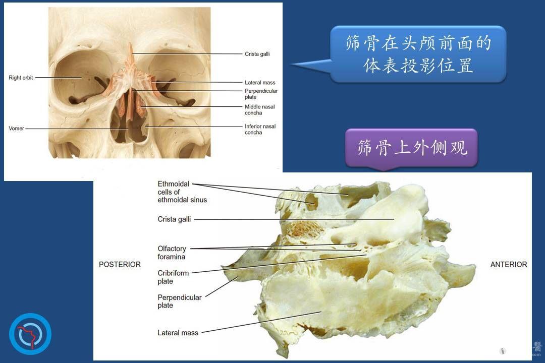 鼻腔鼻窦的解剖