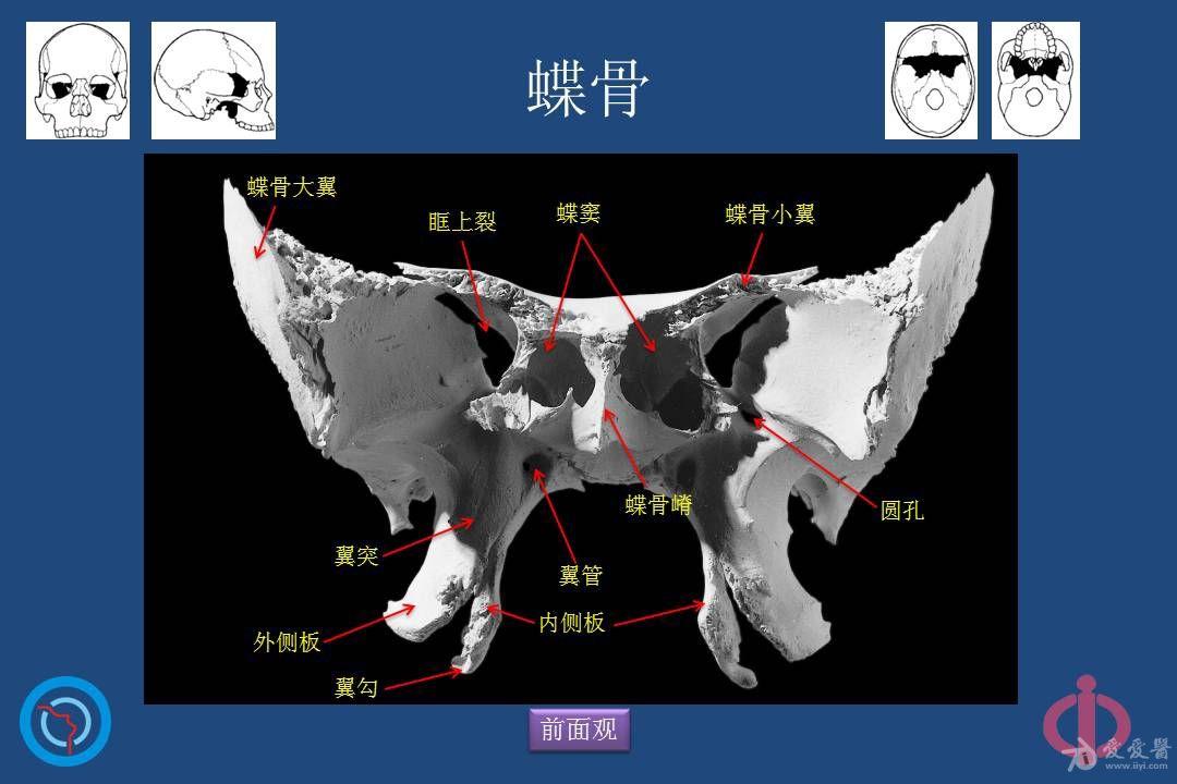 鼻腔鼻窦的解剖