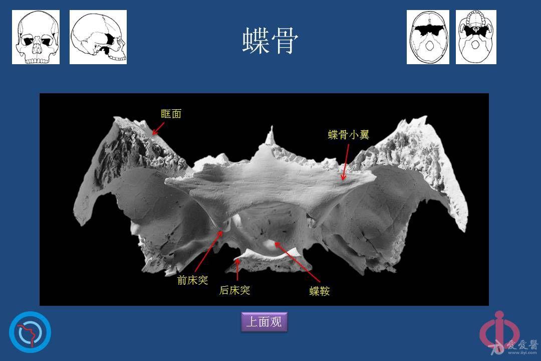 鼻腔鼻窦的解剖