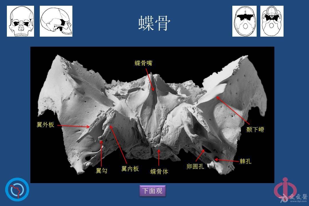 鼻腔鼻窦的解剖