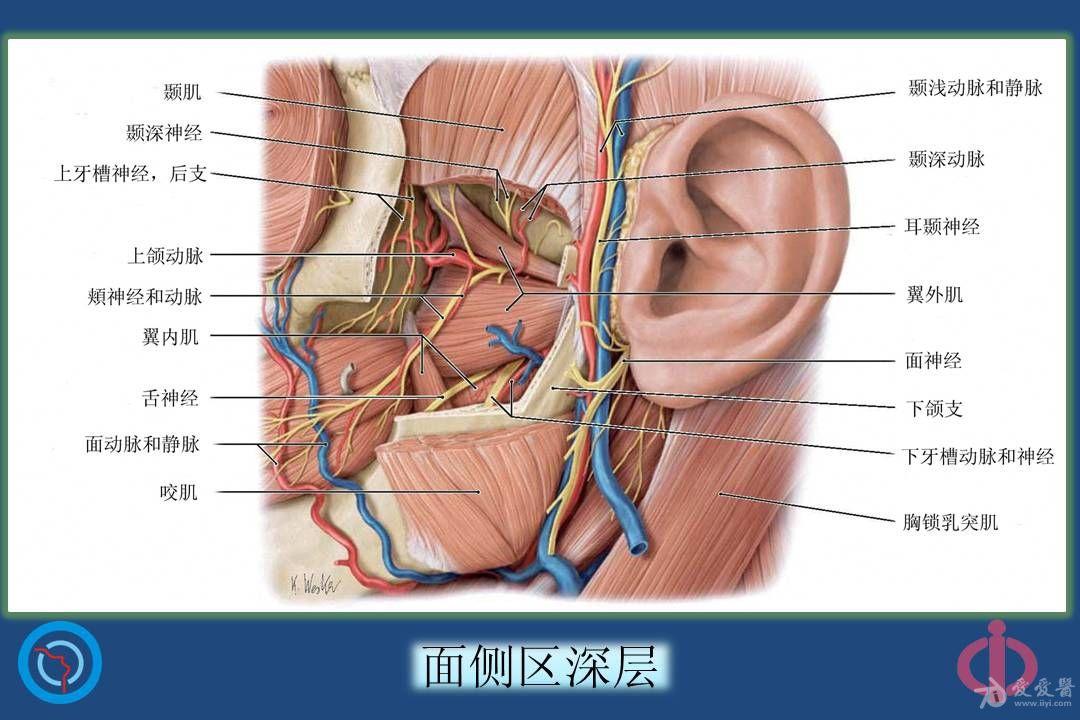 颞下窝的解剖