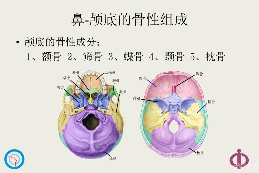 鼻颅底骨性解剖