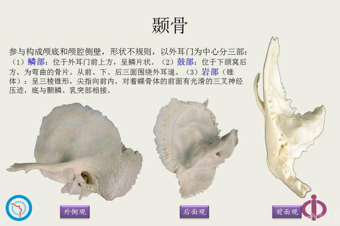 鼻-颅底骨性解剖 - 耳鼻咽喉-头颈外科专业版 - 爱爱医医学论坛