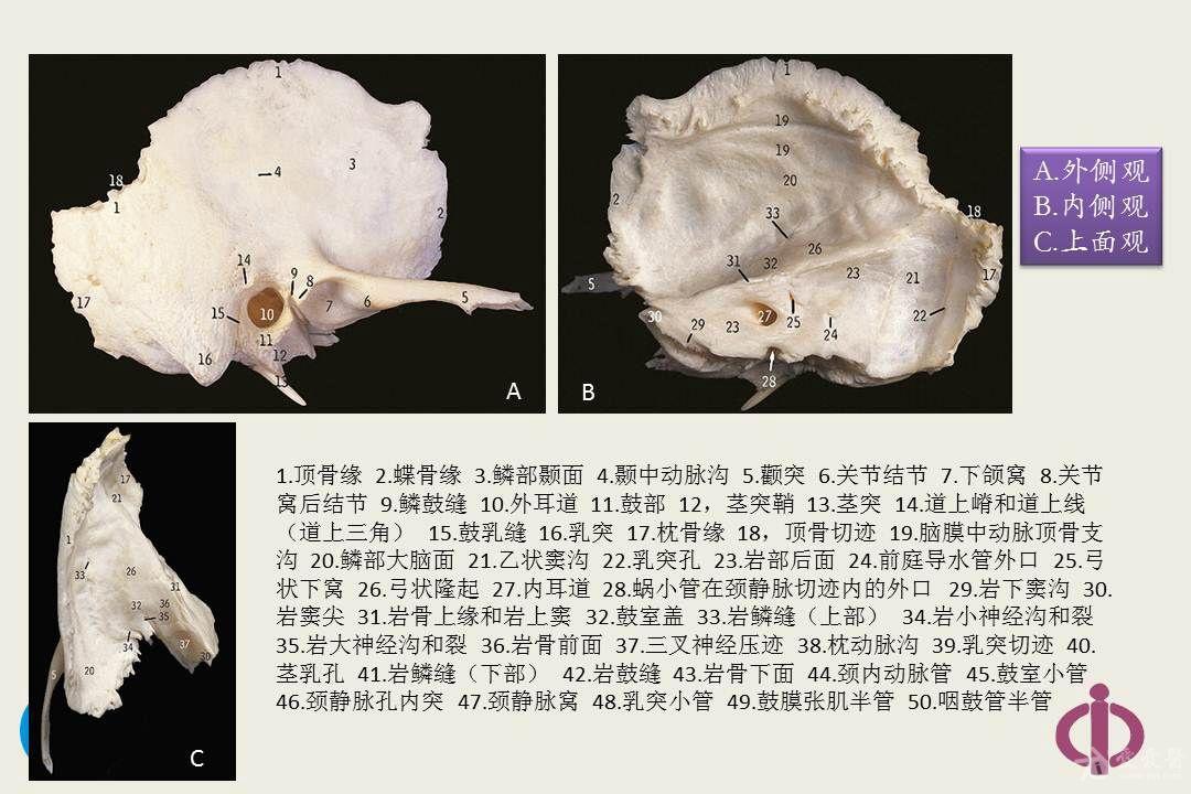 鼻-颅底骨性解剖 - 耳鼻咽喉-头颈外科专业版 - 爱爱医医学论坛