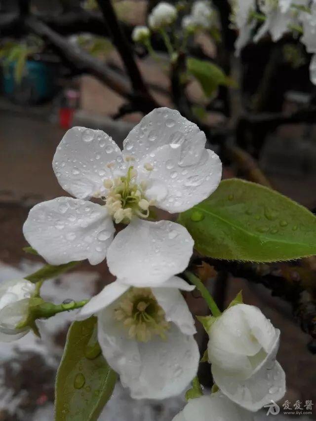 梨花带雨